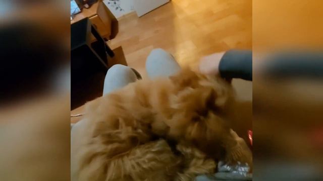 Причесывание Никки смотреть онлайн