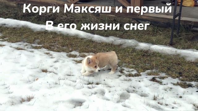 Корги Максяш и первый снег в 2023 против корги Максяша и его самого первого снега в его жизни !!! смотреть онлайн