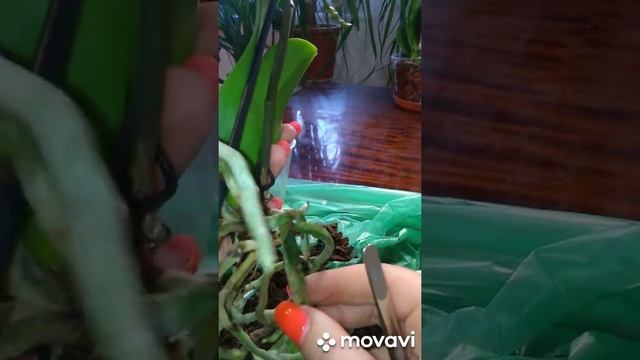 Орхидея Виолет Квин смотреть онлайн