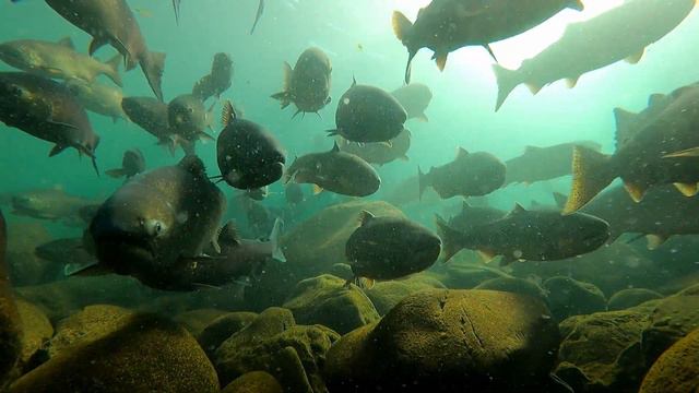 Snorkeling With Hundreds Of Red Chinook Salmon. смотреть онлайн