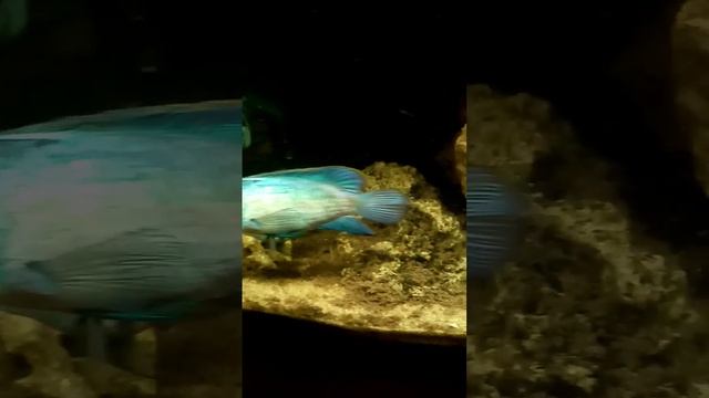 Что будет если не сифонить грунт в аквариуме? смотреть онлайн