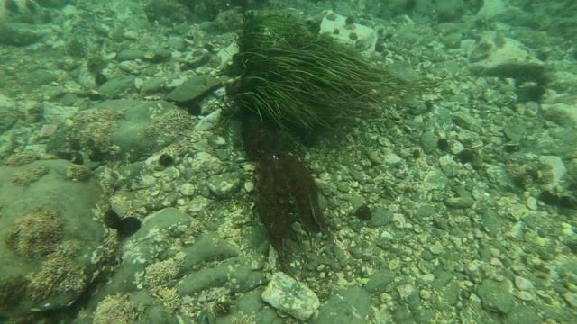 Подводная Охота на Осьминога ? На одном дыхании Татарский пролив Octopus hunting タコ狩り 문어 사냥 章魚狩獵 смотреть онлайн