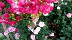 Японские розы.7 сортов: Ioli,Aoi,Miyabi,Princess Hitomi,Le Ciel Bleu,Sheherazade,Princess Miyuki