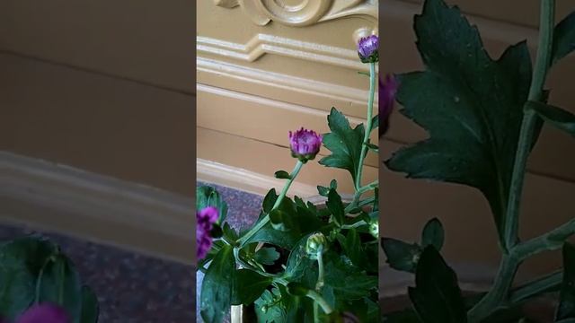 Elegant Purplish Pink Chrysanthemum#Purple Flowers#Sevvanthi#Gardening#Shorts смотреть онлайн