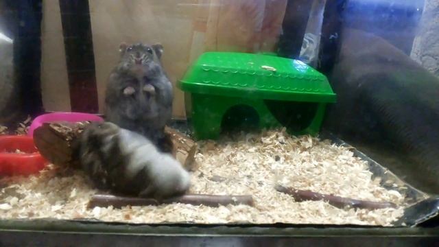 ХОМЯК УЧИТСЯ ПЛАВАТЬ смотреть онлайн