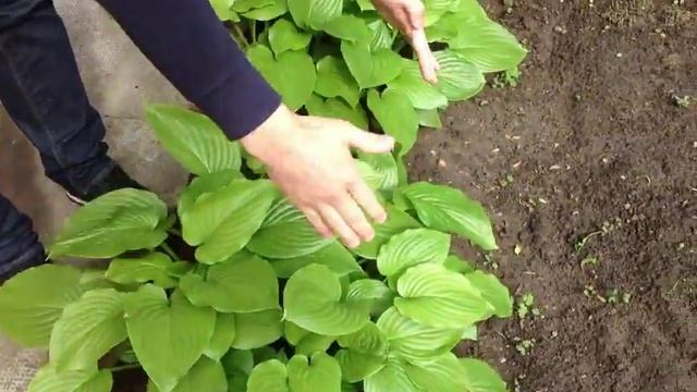 Talajtakarás Növényekkel: Hosta Plantaginea - Nagylevelű árnyékliliom