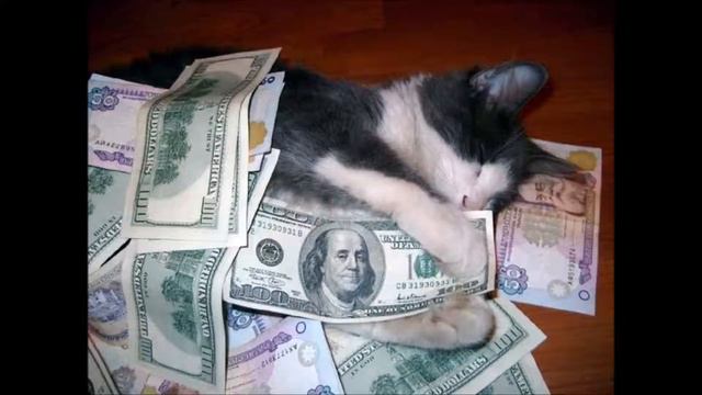 Самі Смішні Красиві і Багаті Коти і Кішки смотреть онлайн