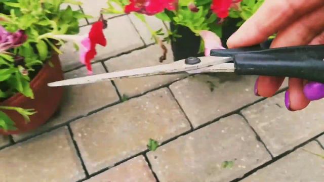 #ОБРЕЗКА ПЕТУНИИ В ИЮЛЕ# смотреть онлайн