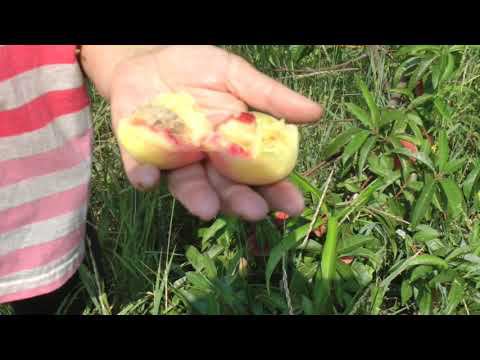 персик Днепровский 20 г