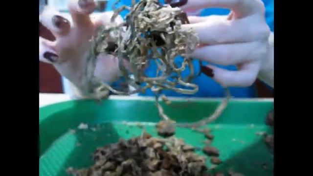 Влог. Орхидеи.Закрытая система. смотреть онлайн