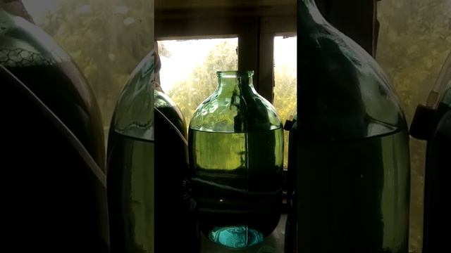 Перезапуск тетраселмиса и 7 с половиной недель...а нет, суток инкубации личинки. смотреть онлайн
