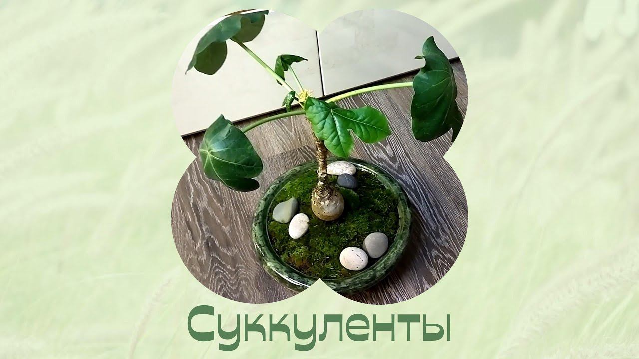Суккуленты. Привожу с дачи и пересаживаю. Цветы дома. смотреть онлайн