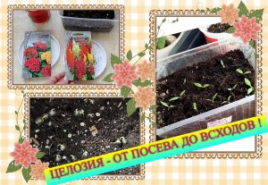 ✅? Целозия - от посева до всходов !