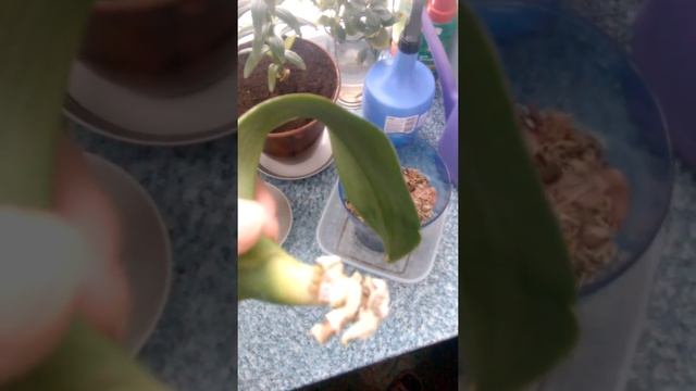 Реанимация архидеи без корней смотреть онлайн