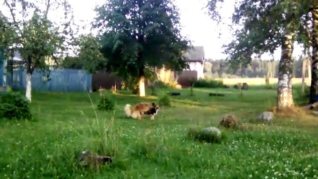 Кобель с кобелём чпок- чпок смотреть онлайн