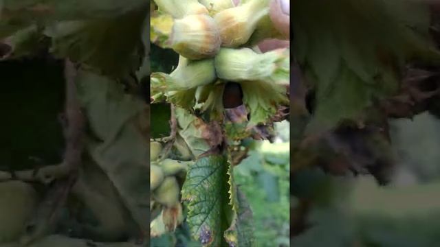 фундук ПЕРВЕНЕЦ смотреть онлайн