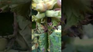 фундук ПЕРВЕНЕЦ