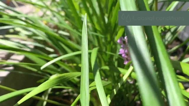 The border plant you've been searching for! Liriope Evergreen Giant смотреть онлайн