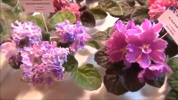 Фиалка. Весна. Выставка Фиалок 2018. Комнатное Растение Фиалка смотреть онлайн