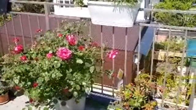 Лазаревское Сочи. смотреть онлайн