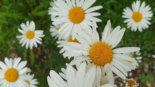 Крым. Партенит. Ромашки. 3 июня 2022 смотреть онлайн