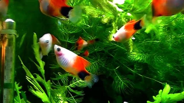 #Aquarium. Пецилия трёхцветная. смотреть онлайн