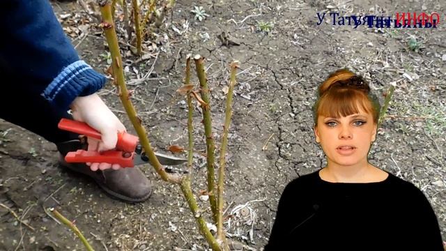 Весенняя обрезка роз. Обрезка и формирование розы весной.