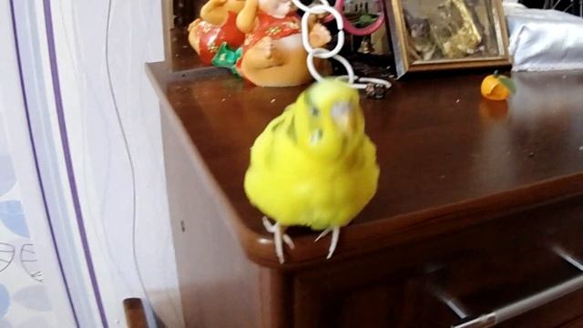 Можно волнистому попугаю огурец? Как давать попугаю огурец? Питание попугая. Parrot and cucumber смотреть онлайн