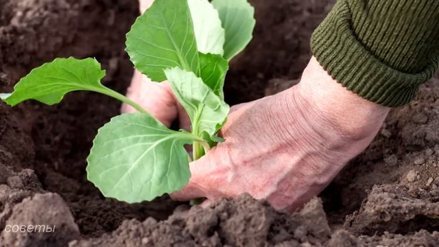 Лунный Посевной Календарь на май 2023. Что и когда сажать и пересаживать в мае 23 смотреть онлайн