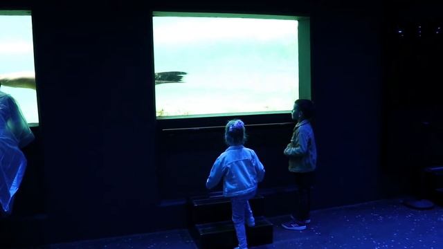 ARTIS ZOO смотреть онлайн