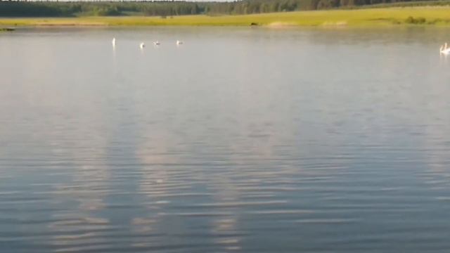 Лебеди, Ачитский пруд смотреть онлайн
