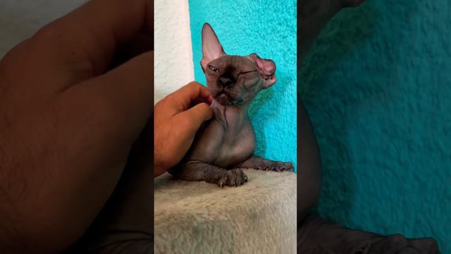 Кажется Кыця снова хочет кота сколько можно уже? смотреть онлайн
