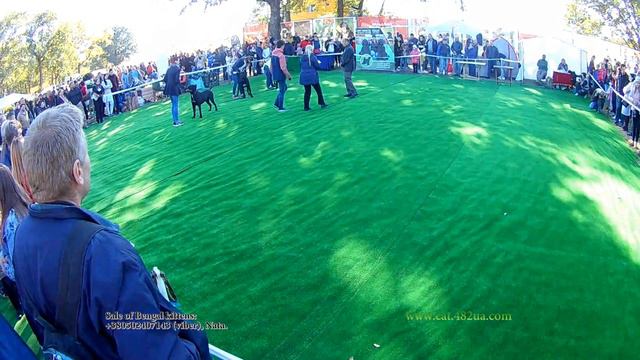 Национальная выставка собак КСУ, Природа, 30092018, Арт пикник, Фельдман Экопарк, 11 смотреть онлайн