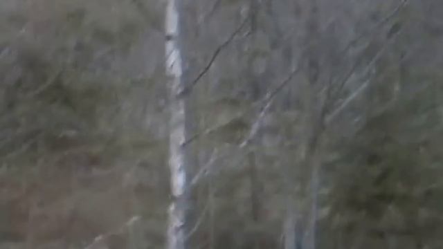 Русская пегая гончая ч. Водило вл. Орехов , г. Тверь. смотреть онлайн