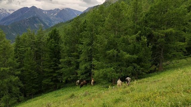 Алтай, треккинг, Мультинские озера лето 2023 смотреть онлайн