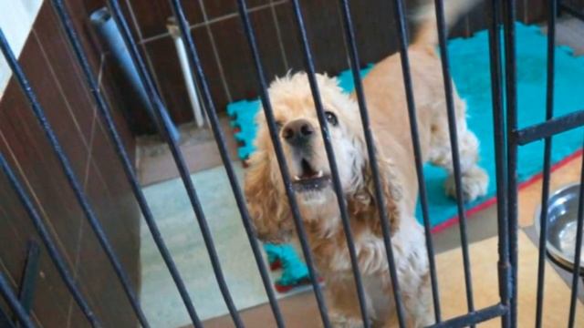 По улицам бродил пожилой спаниель в ярком синем костюме... смотреть онлайн