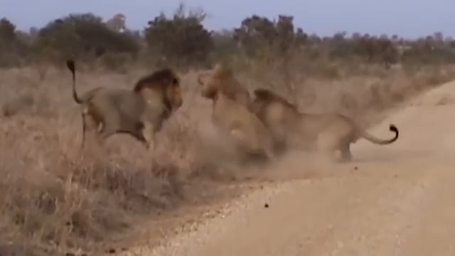 Most Injured Lion after Battle and What Happens Next in Nature - Animal Documentary - Natures Best смотреть онлайн