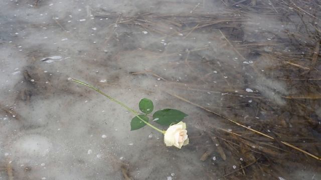 БЕЛАЯ РОЗА В ТАЛОЙ ВОДЕ Футаж смотреть онлайн