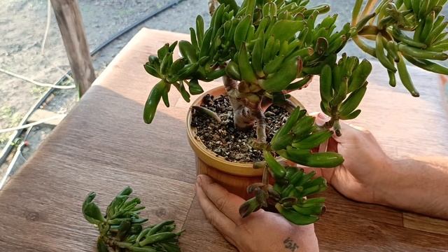 ?Обрезка крассулы Коралл? #город61 #flowers #цветы #комнатныецветы #крассула #суккуленты #обрезка смотреть онлайн