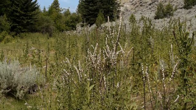 2019 NWV Vol 4 Black Henbane смотреть онлайн