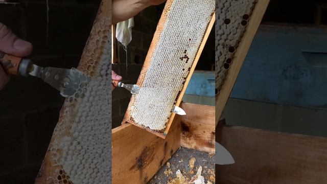 В конце видео злые пчёлки😁 смотреть онлайн