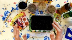 Гацания. Как правильно посеять,вырастить Гацанию.  1-посев семян