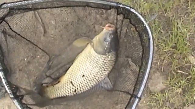 "Huge Carp Landed On Bread Dough Bait, Fishing At Don Castro Lake!" by Verdugoadventures смотреть онлайн