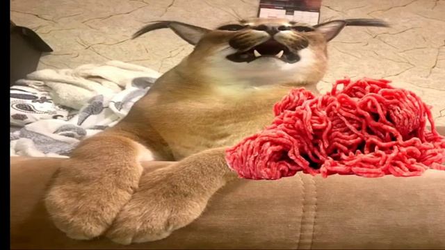 кот рассказывает как готовить пельмени (Шлёпа) смотреть онлайн