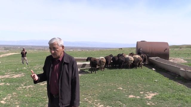 Племенной завода  гиссарских овец 