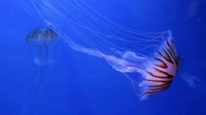 Топ 10 самых необычных морских обитателей