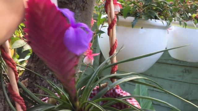 #ТИЛЛАНДСИЯ в моем саду в Лондоне?#Tillandsia Cyanea смотреть онлайн