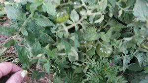 Томат Клуша. Завалил красными плодами. Открытый грунт.