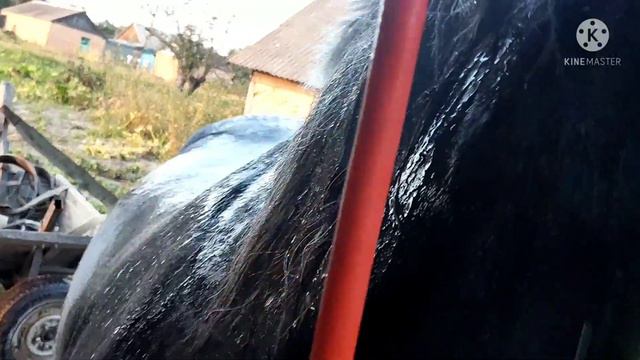 Мою лошадей под душем! Не в породе дело, а в уходе! смотреть онлайн