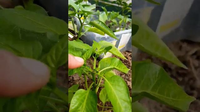 ?НЕ УПУСТИТЕ ВАЖНЫЙ МОМЕНТ #dwarf#tomato #tomatoes#garden#summer#томаты#рассада #семена#перцы#цветы смотреть онлайн